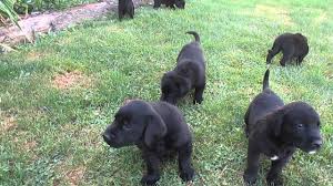 Kc registered, pedigree labrador puppies ready march puppies will be born and raised in a busy family home with children , cat. Black Lab Puppies For Sale In Pa Youtube