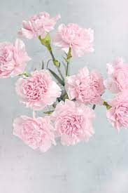 To Extend The Life Of The Flowers Change The Water In The Container Trim The Bottom Of The Stems And Add Another Dr Carnation Flower Flower Delivery Flowers
