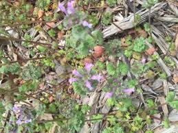 Our favorite flowering ground covers. What S That Purple Weed Integrated Crop Management