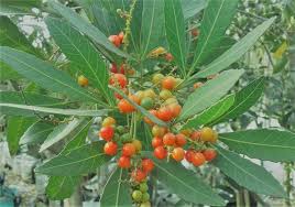 Image result for Allophylus africanus