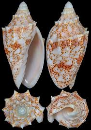 Image result for Chenolea