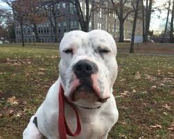Check spelling or type a new query. 7 Adoptable Pit Bulls In Essex County Who Deserve A Home Montclair Nj Patch