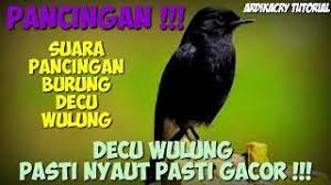 Harga burung decu termurah bisa anda dapatkan sekitar 80.000 sampai 100.000 rupiah, dan untuk harga decu yang sudah gacor bsia mencapai 350.000 rupiah. Burung Decu Wulung Pancingan Ampuh Untuk Decu Wulung Kacer Mini Yang Macet Atau Malas Bunyi Cabeza Wallpaper