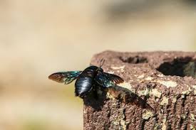 Buy or build a trap and hang it directly above the bee hole. Use Wd40 To Get Rid Of Carpenter Bees Thriftyfun