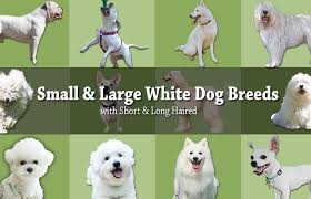 They also come with long fur, which you really want. 20 Small Large White Dog Breeds Short Long Haired