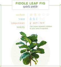 fiddle leaf fig care guide growing information and tips