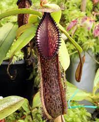Pin On Nepenthes Aka Tropical Pitcher Plants