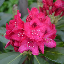 Image result for Rhododendron