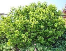 2 Pacific Wax Myrtle Myrica Californica Is An Evergreen Shrub Native To Southwest Washington Coast Makes A Native Plant Gardening Shade Plants Shade Garden
