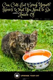 Read on to find out! Can Cats Eat Greek Yogurt The Surprising Truth About Cats And Yogurts Upgrade Your Cat