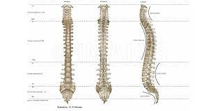 Conceptdraw has 1004 vector stencils in the 40 libraries that helps you to start using software for designing your own backbone. Anatomy Of The Spine And Back