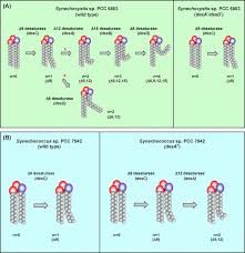 Plant cell membrane phospholipid bilayer. Membrane Fluidity And Its Roles In The Perception Of Environmental Signals Sciencedirect