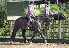 Charlotte dujardin's won olympic gold, fei world equestrian games gold and european championships gold, but lucky. Schon Zu Lesen Zu Besuch Bei Carl Hester Im Jahr 2011