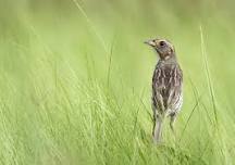 Summer Birds of Parker River National Wildlife Refuge