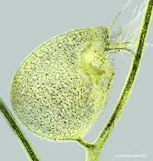 Image result for Utricularia gibba