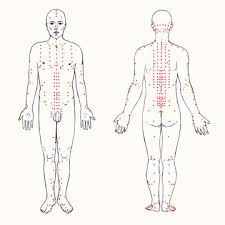 The human body is the structure of a human being. Human Body Outline Photos Royalty Free Images Graphics Vectors Videos Adobe Stock