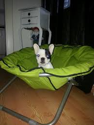 Frenchbulldog Follow Gezdirme Gurcandoganer Istanbulkopekegitimi Instafoto Instlove Istanbul Kopek Kopekpansiyonu Kopekegit Kopek Egitimi Kopek Ikiz