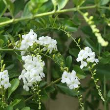 Image result for Duranta erecta
