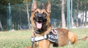 K9 Lar Goreve Ankara Da Hazirlaniyor Son Dakika Haberleri