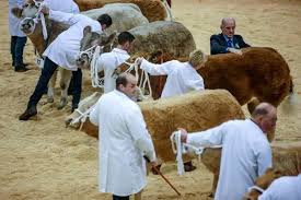 Crowds brave the wind and rain to see award winning livestock and butchers'  demonstrations at 2015 Winter Fair