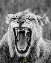 Image result for A Lion doesnâ€™t have to roar to let everyone know heâ€™s a Lion. Even when he purrs, the whole jungle knows heâ€™s the king. ðŸ¦