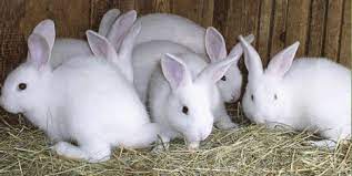 Jun 23, 2021 · in 2016, the united states geological survey stated that open grazing land in nigeria's middle belt has declined by 38 per cent since 1975, while farm expansion tripled. How To Start Rabbit Farming In Nigeria Or Africa Business Pan Guide