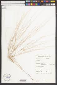 Image result for Aristida diminuta