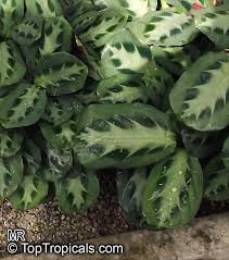 Image result for Maranta
