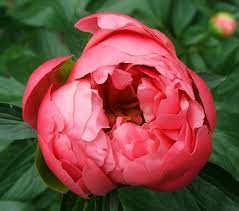 Fiori simili alle rose ma senza spine ~ frasi e immagini sulle rose 212 tra aforismi pensieri e citazioni sul fiore piu amato al mondo frasidadedicare. Fiori Peonia Fiori Di Piante