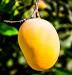 image of Mango