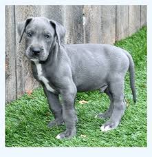 Find great dane puppies and breeders in your area and helpful great dane information. Great Dane Puppies Smackdown Dog Breed
