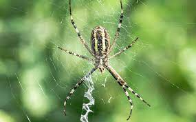 It is a member of the family araneidae that includes 3122 species in 172 genera, around the world. A 1 S Guide To Venomous Non Venomous Spiders In Nc