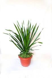 Metropolitan wholesale is family owned, with over 20 years of floral and gardening experience. Nj Wholesale Indoor Plants Plants Indoor Plants Dracaena
