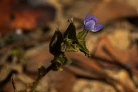 Image result for Crepidorhopalon spicatus