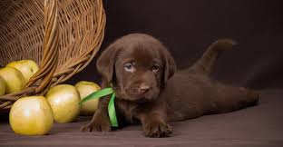 When you're interested in chocolate labrador puppies in michigan, come to rozey k9 farm. Chocolate Lab Names Great Ideas For Naming Your Puppy