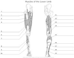 Leg muscle anatomy (front view. 6 Best Printable Worksheets Muscle Anatomy Printablee Com