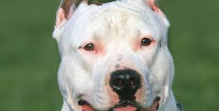 The american bulldog is descended from the english bulldog. American Bulldog Hunderassen Lexikon