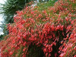 Russelia Equisetiformis Red Firecracker Fern Firecracker Plant Coral Fountain Plant Best Potted Plants Hummingbird Plants Plants