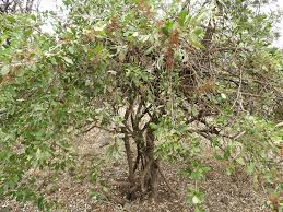 Image result for Searsia natalensis