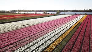 Check spelling or type a new query. Here S How You Can Enjoy The Dutch Tulip Fields Entirely Corona Proof Dutchreview