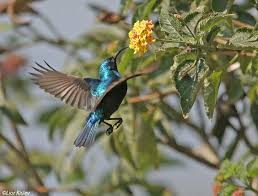 Birds Of The Same Feather Are The Same Birds Birds Of Israel Passeriformes Palestine Sunbird Birds Beautiful Birds Bird Species
