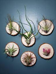 Air Plant Holder Wall Mount For Air Plants Wood Air Plant Stand Air Plant Mount In 2021 Air Plants Diy Air Plant Holder Air Plants Decor