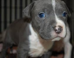 Healthy & potty trained pitbull puppies ready. Gray Pitbull Puppies With Blue Eyes Pet S Gallery