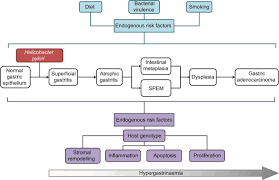 Helicobacter Pylori Induced Gastric Pathology Insights From In Vivo And Ex Vivo Models Disease Models Mechanisms