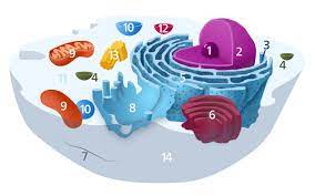 Check spelling or type a new query. Organelles Of The Animal Cell And Their Functions Learner Trip