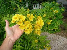 Tecoma Stans Yellow Elder Tronadora Seed Pod Fl Grown Ornamental Scented Plants Plants Ornamental Pl Ornamental Plants Flowering Trees Balcony Plants