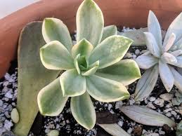 How to care for variegated plants? Variegated Graptopetalum Fred Ives Succulents