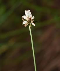 Image result for Cyperus niveus