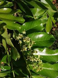 Image result for Blighia