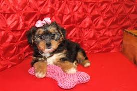 A short fall or anyone tripping over it might cause grave injury or even death to the. Shorkie Shorkie Poo Tlc Puppy Love